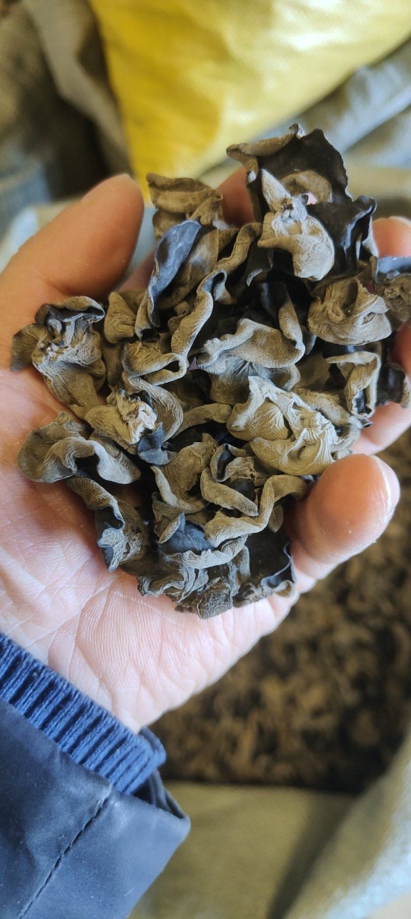 东北纯秋木耳1.5公分筛选货