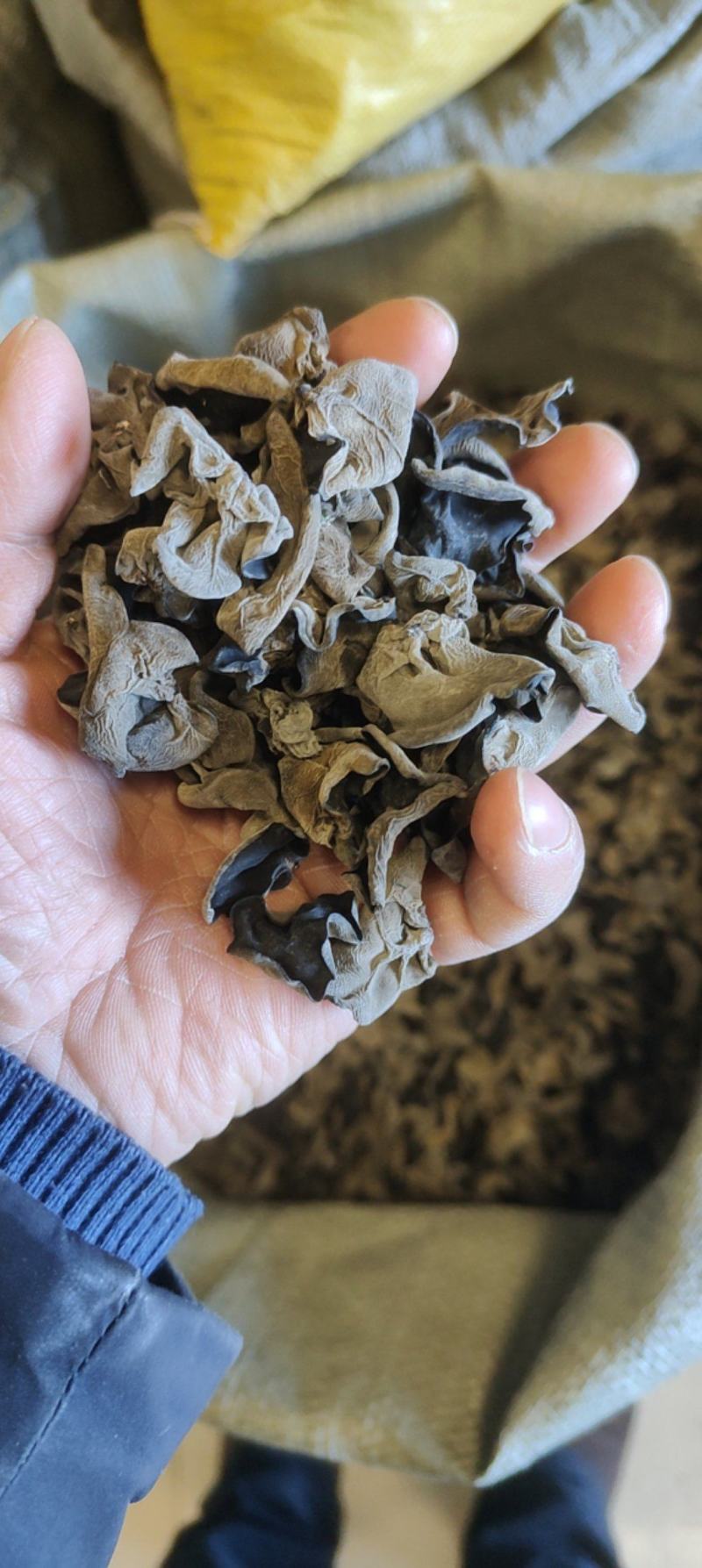 东北纯秋木耳1.5公分筛选货