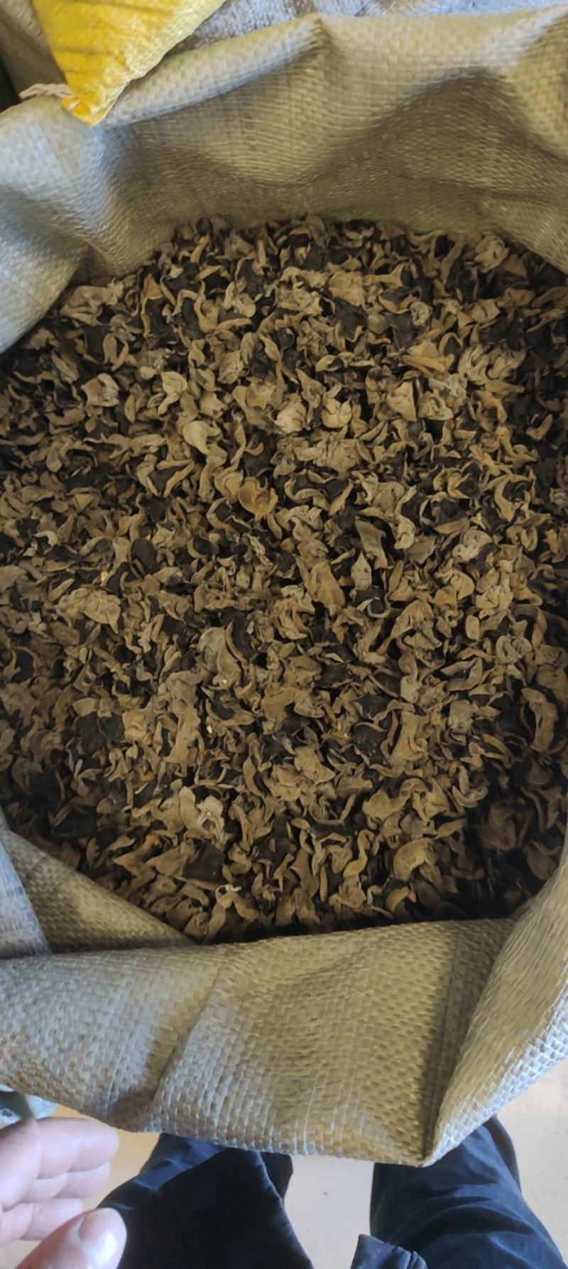 东北纯秋木耳1.5公分筛选货