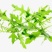 野菜，绿色认证鲜品芝麻菜叶意大利芝麻菜火箭菜