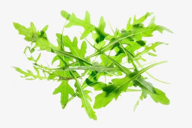 野菜，绿色认证鲜品芝麻菜叶意大利芝麻菜火箭菜