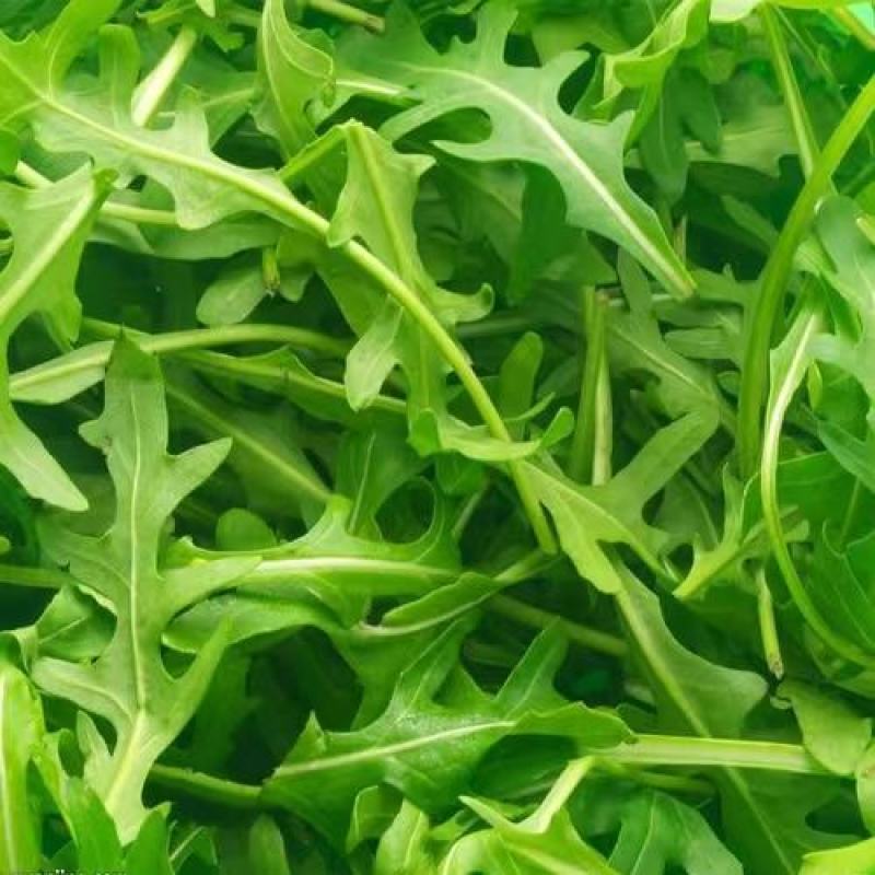 野菜，绿色认证鲜品芝麻菜叶意大利芝麻菜火箭菜