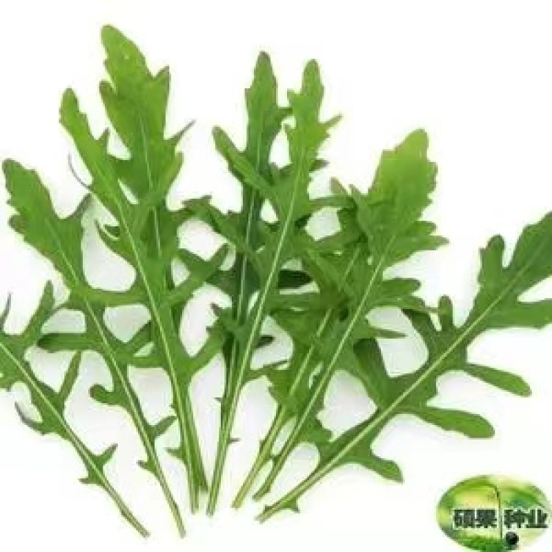 野菜，绿色认证鲜品芝麻菜叶意大利芝麻菜火箭菜