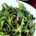 抽湿生茶清香型抽湿单丛茶抽湿凤凰单丛茶1斤抽湿鸭屎香单丛