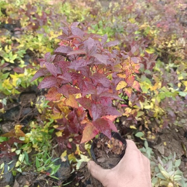【牛商推荐】金焰绣线菊，产地货源，质量保证，欢迎来电咨询