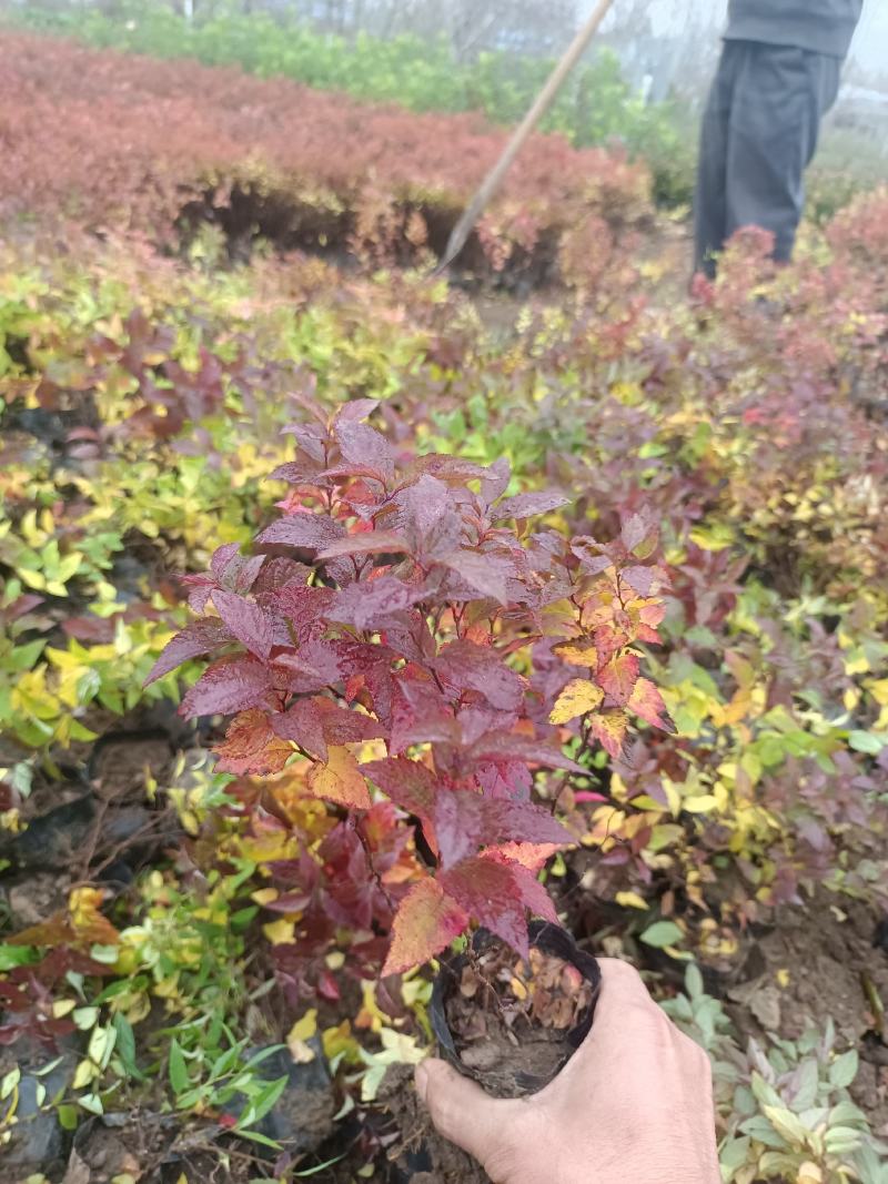 【牛商推荐】金焰绣线菊，产地货源，质量保证，欢迎来电咨询