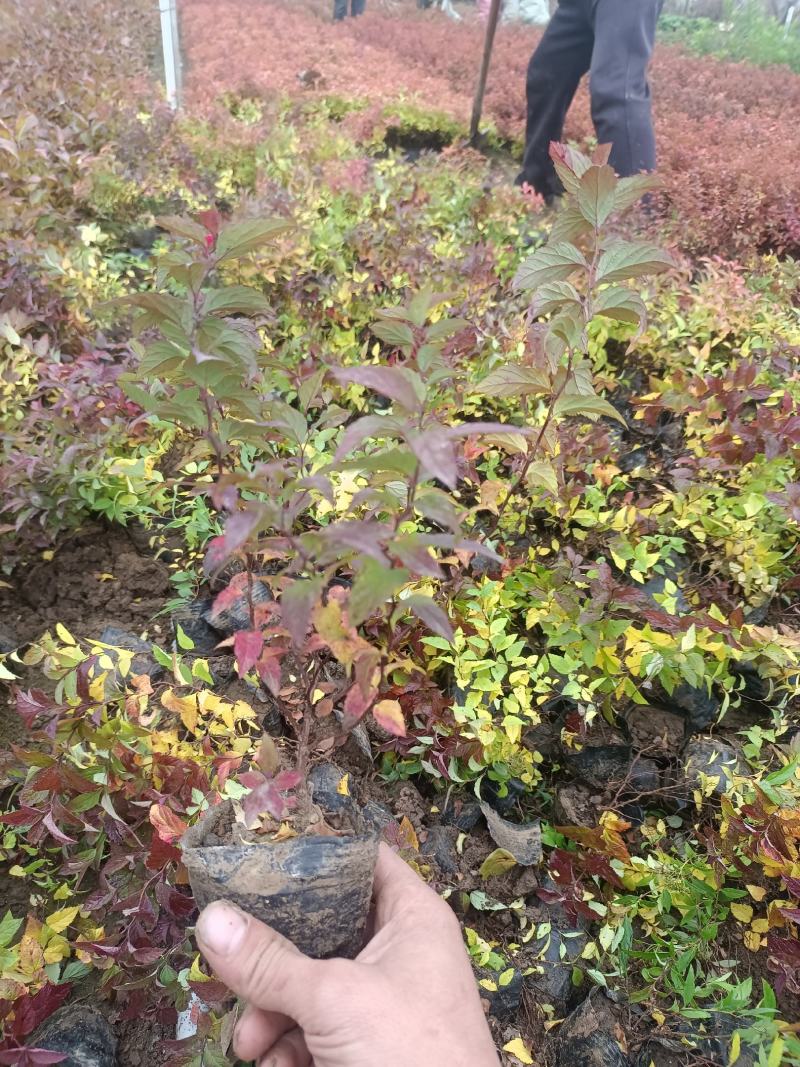 【牛商推荐】金焰绣线菊，产地货源，质量保证，欢迎来电咨询