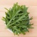 野菜，芝麻菜货源充足量大从优，欢迎来电咨询