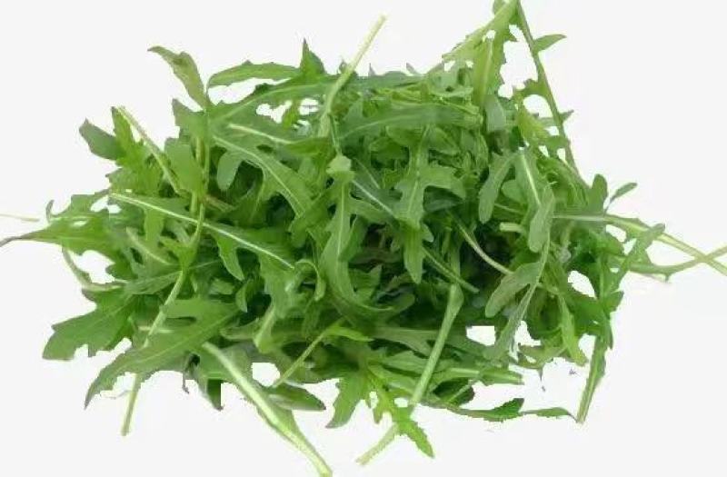 野菜，芝麻菜货源充足量大从优，欢迎来电咨询