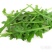 野菜，芝麻菜货源充足量大从优，欢迎来电咨询