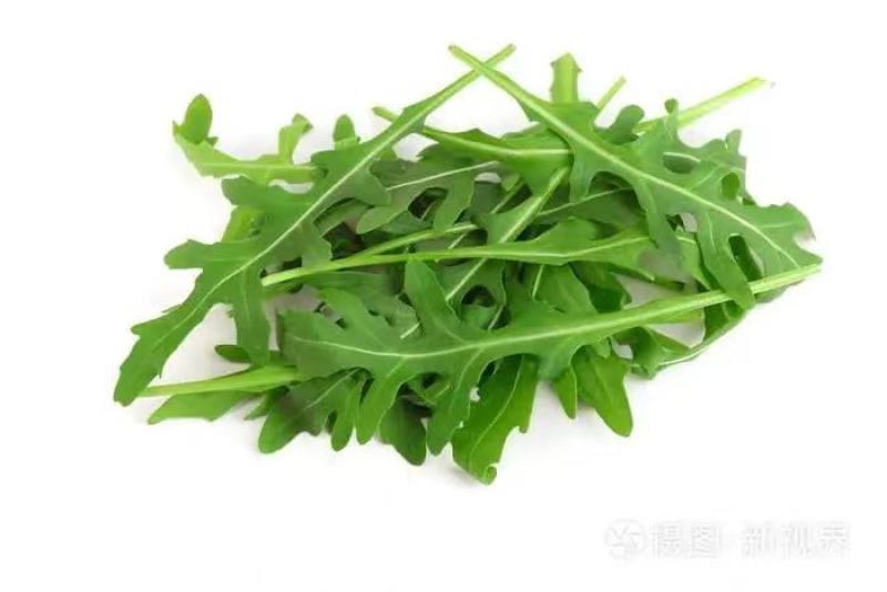 野菜，芝麻菜货源充足量大从优，欢迎来电咨询