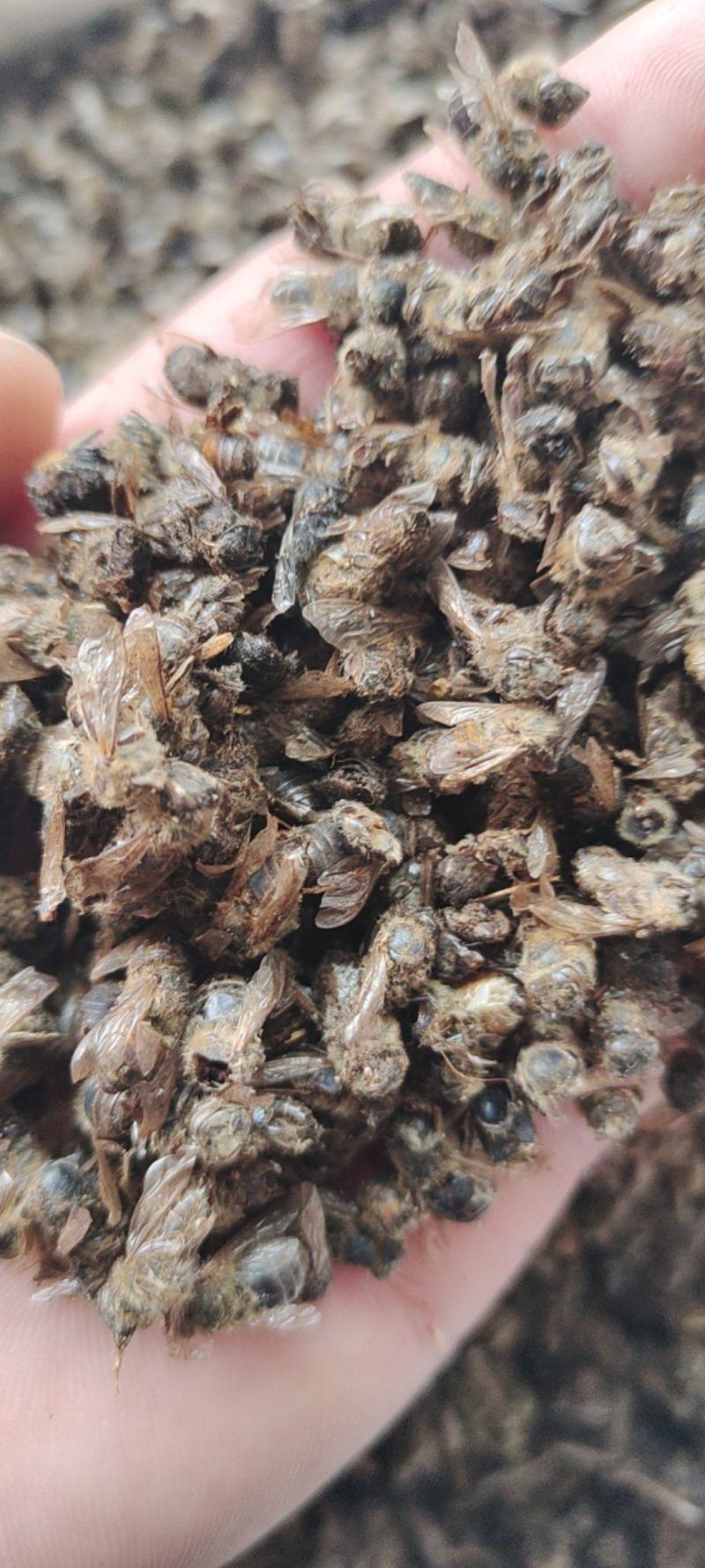 蜜蜂干产品购销有卖买的一亩田联系欢迎采购下单