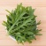 野菜，芝麻菜货源充足量大从优，欢迎来电咨询