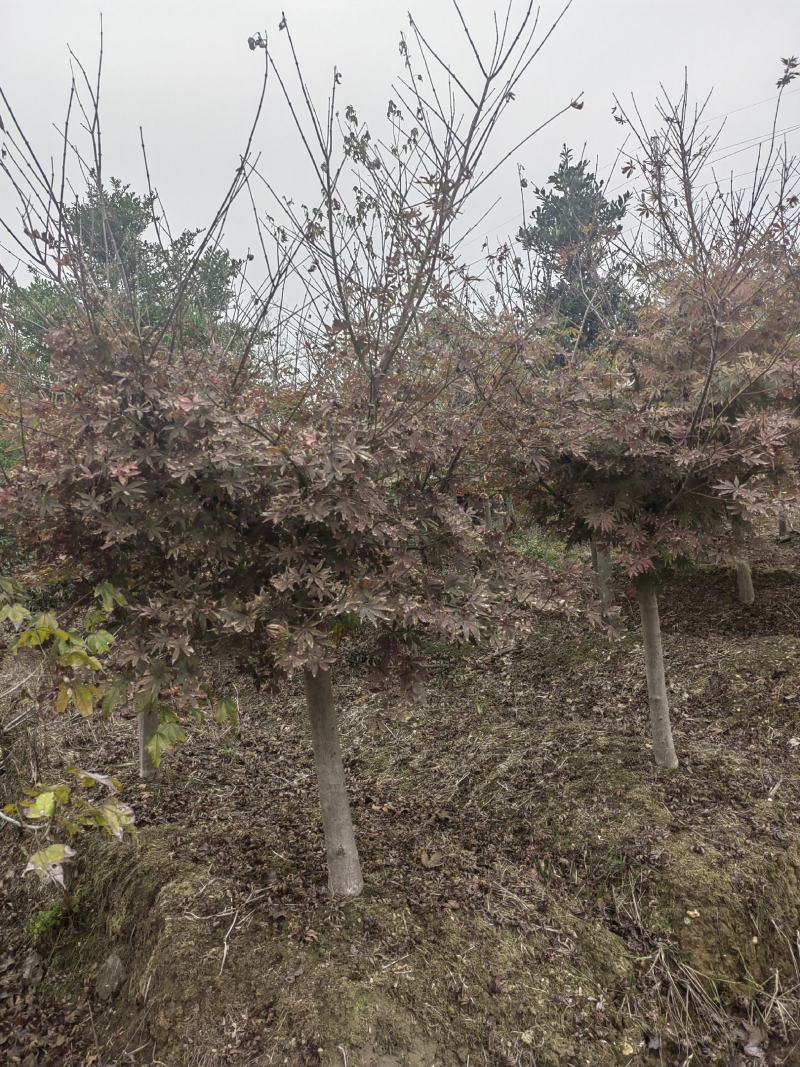 供应5-10公分嫁接红枫，庭院种植