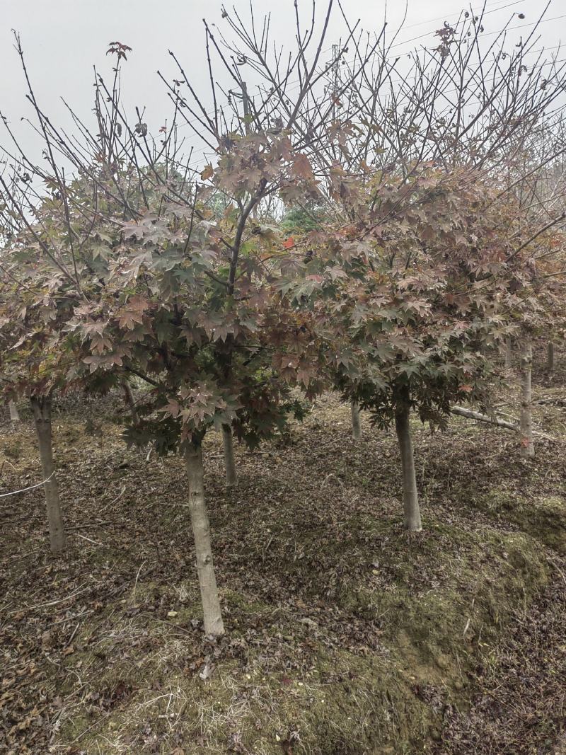 供应5-10公分嫁接红枫，庭院种植