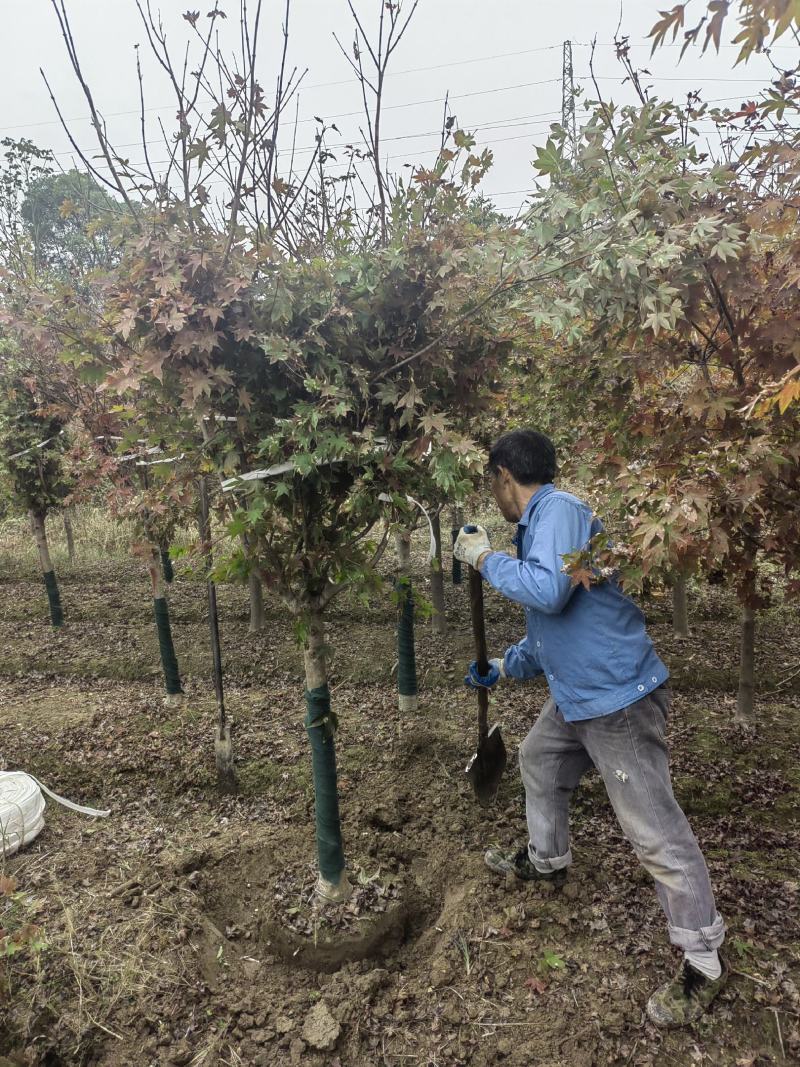 供应5-10公分嫁接红枫，庭院种植