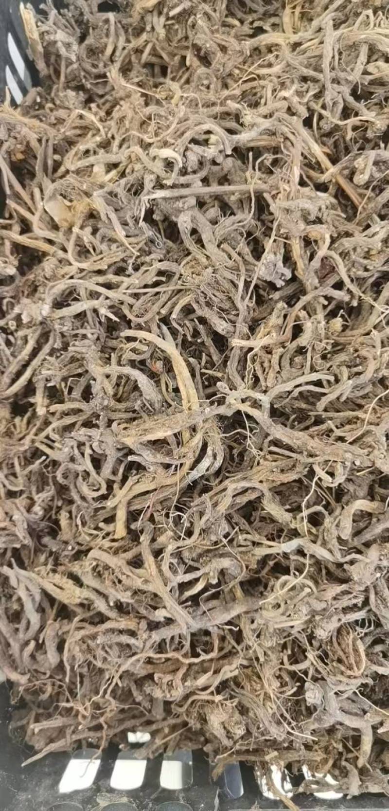 小草乌倒提壶