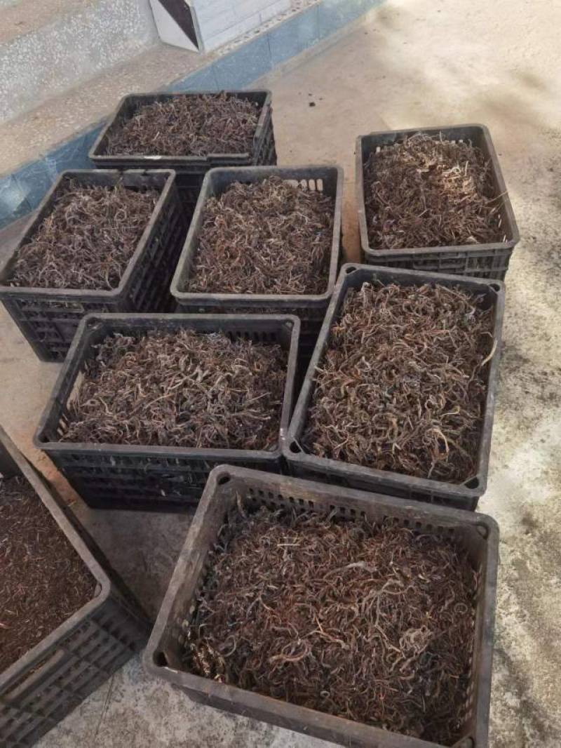 小草乌倒提壶