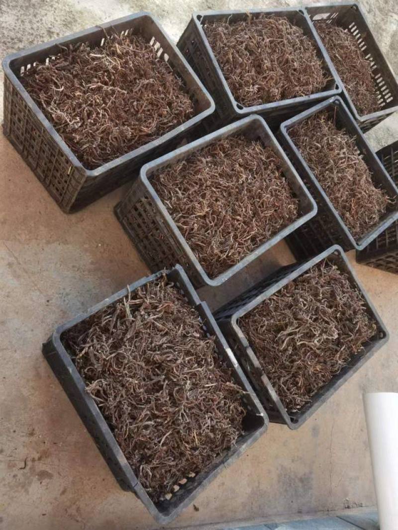 小草乌倒提壶