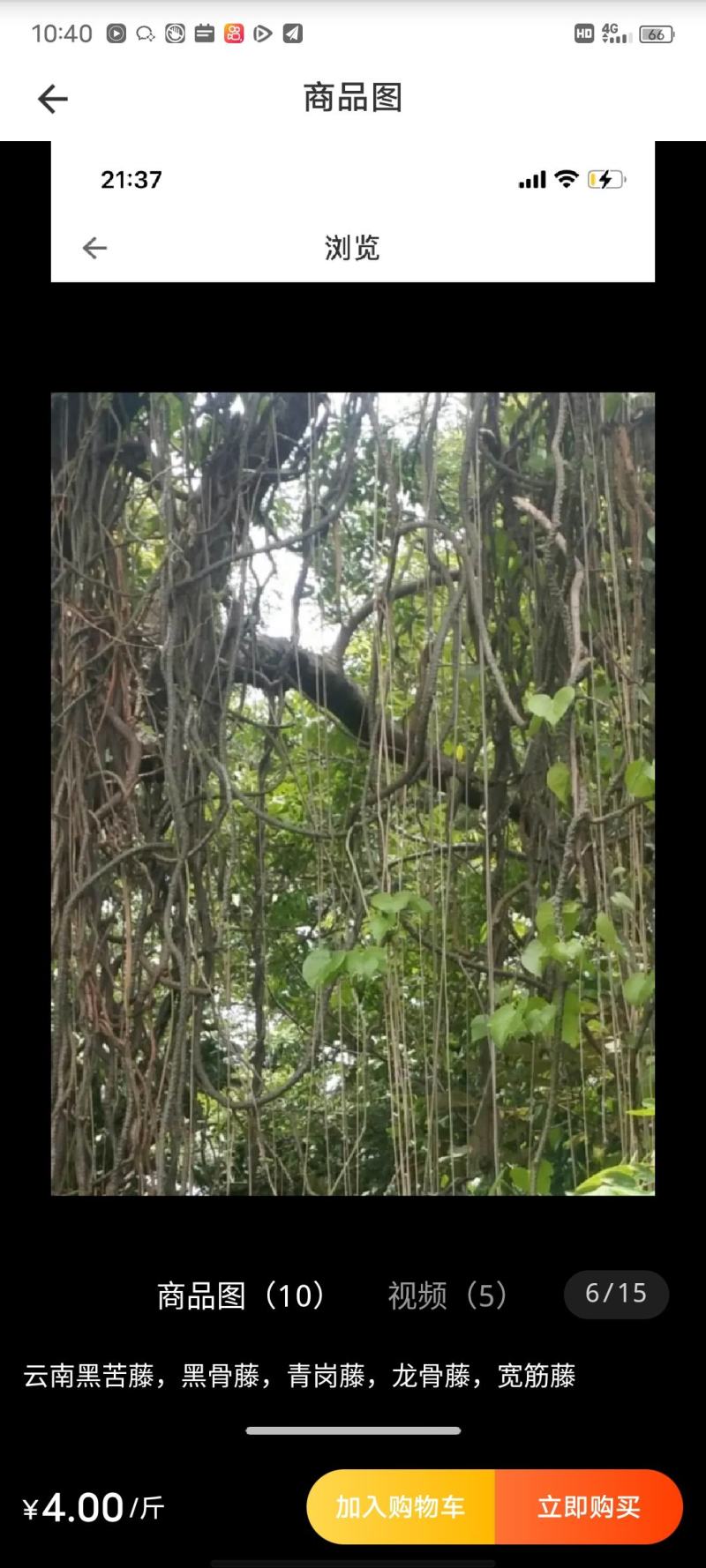 黑苦藤，鲜货