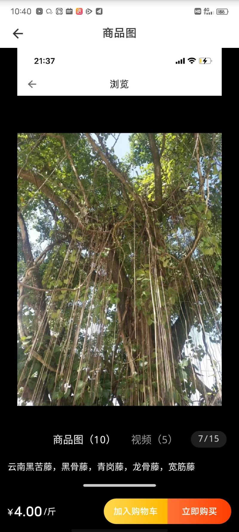 黑苦藤，鲜货