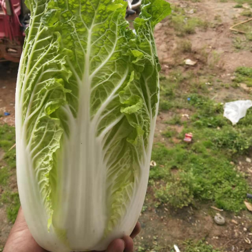 云南精品大白菜