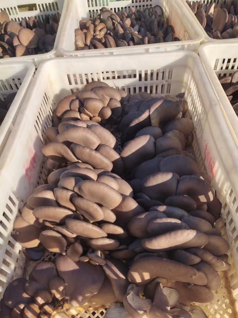 鲜平菇无注水蘑菇产地直销供货稳定可实地考察