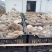 鲜平菇无注水蘑菇产地直销供货稳定可实地考察