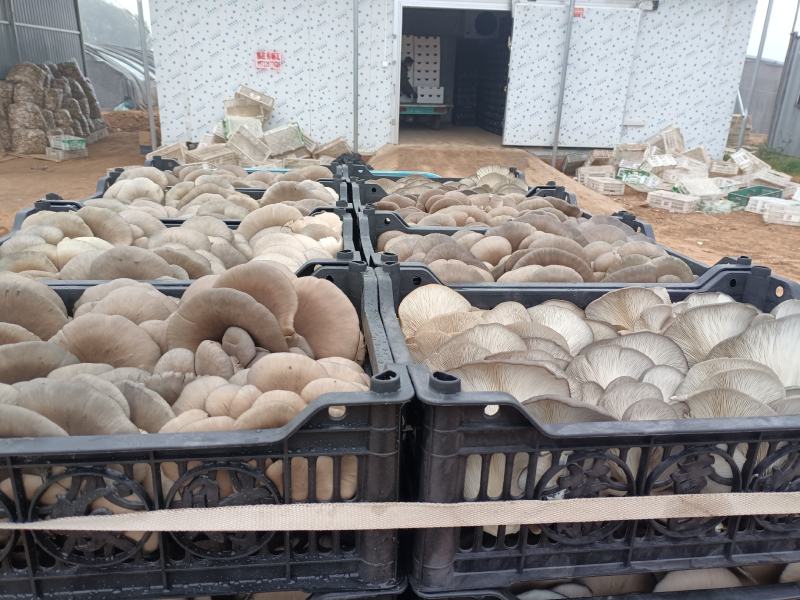 鲜平菇无注水蘑菇产地直销供货稳定可实地考察
