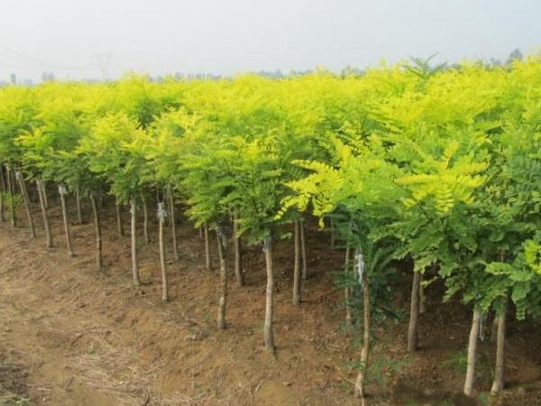 金枝国槐在城市绿化中的应用效果展示,背景为道路两侧整齐种植的18公分规格苗木 金枝国槐在城市绿化中的应用效果
