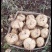 豆薯广东精选特优豆薯凉薯精挑细选产地直发量大从优