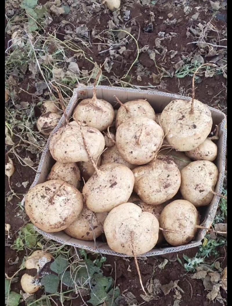 豆薯广东精选特优豆薯凉薯精挑细选产地直发量大从优