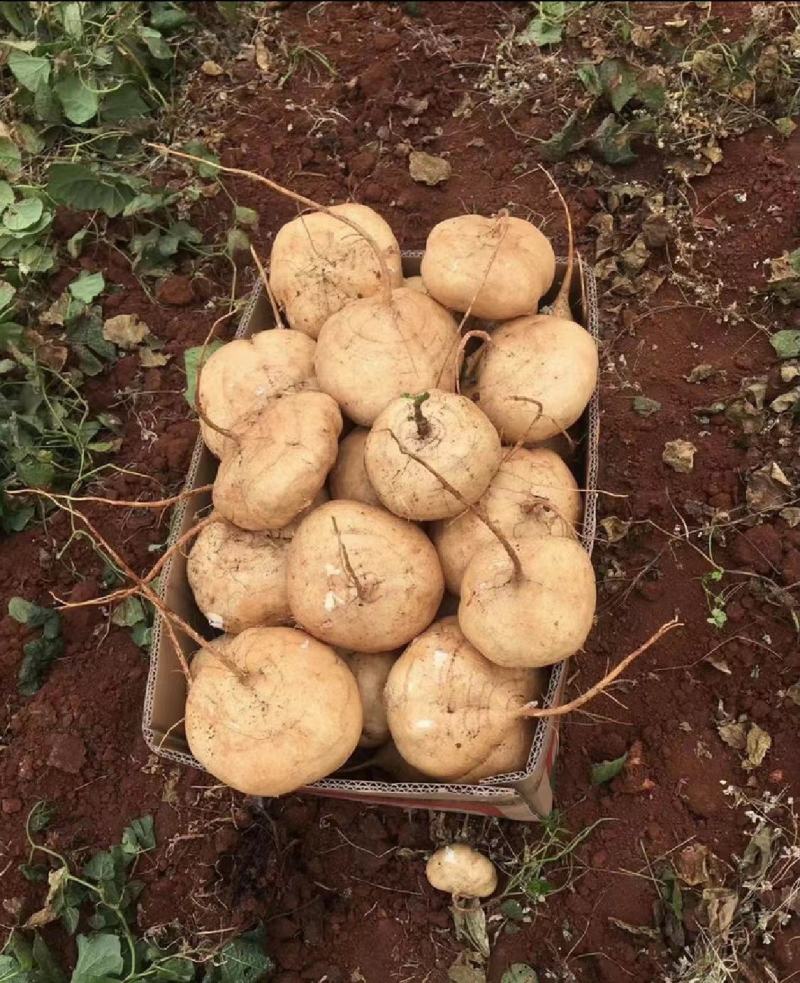 豆薯广东精选特优豆薯凉薯精挑细选产地直发量大从优