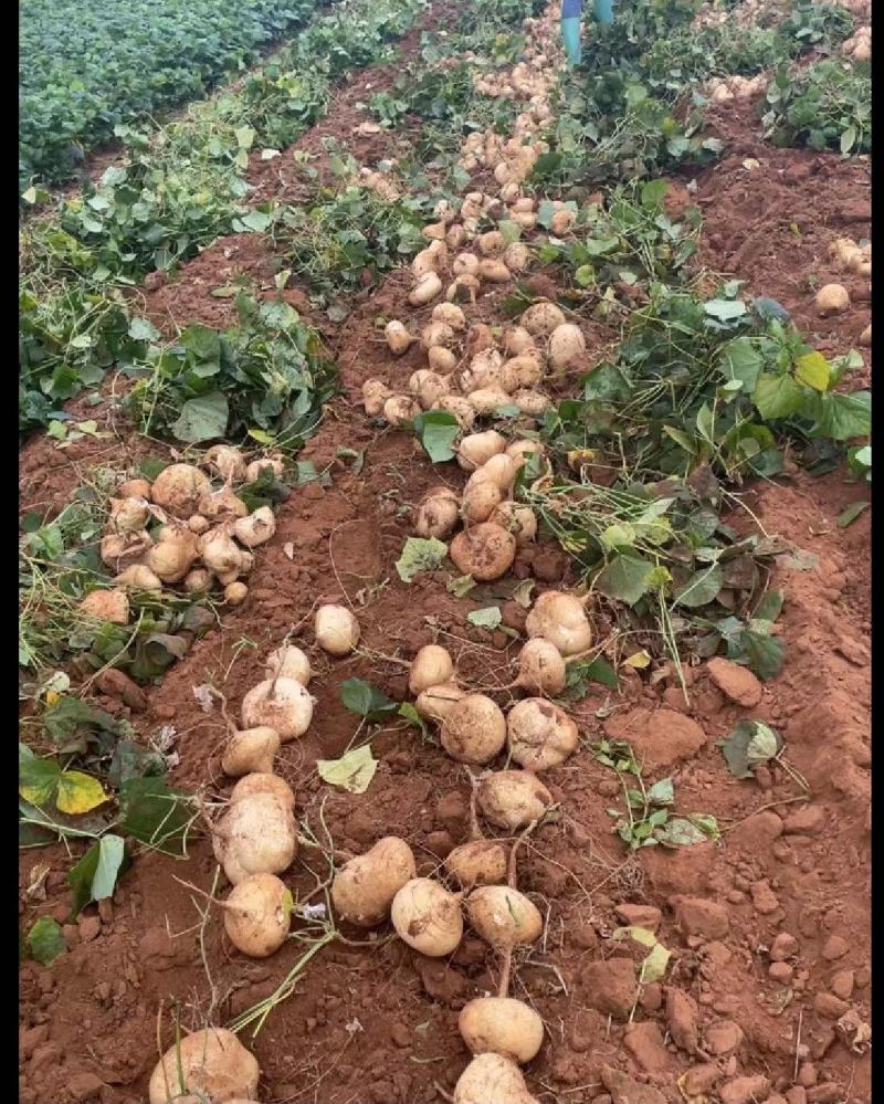 豆薯广东精选特优豆薯凉薯精挑细选产地直发量大从优