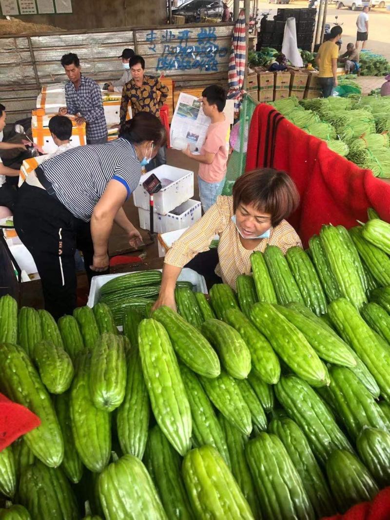 广东精品苦瓜大量上市一手货源量大从优品质保证