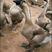 合浦狮头鹅苗质量可靠包打出壳疫苗包运输存活