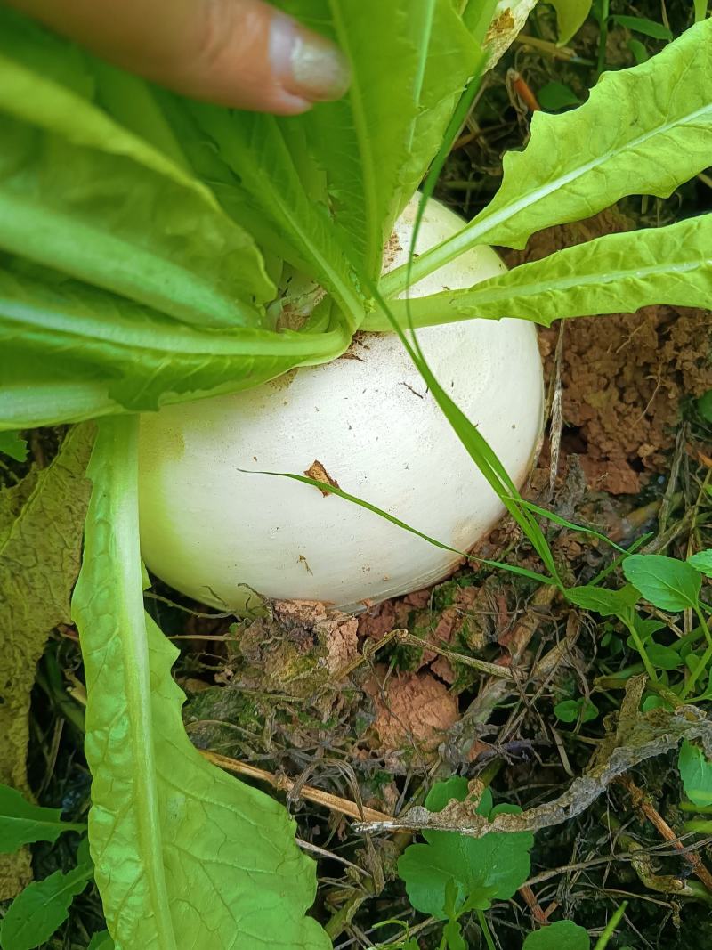 圆根萝卜，大胖萝卜，自家基地种植