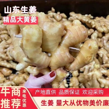 【精品】山东生姜水洗大黄姜产地直供物美价廉品质保证欢迎采
