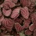 鲜货，好货，十多药材应有尽有