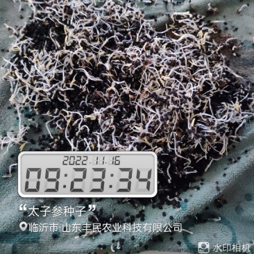 太子参种子