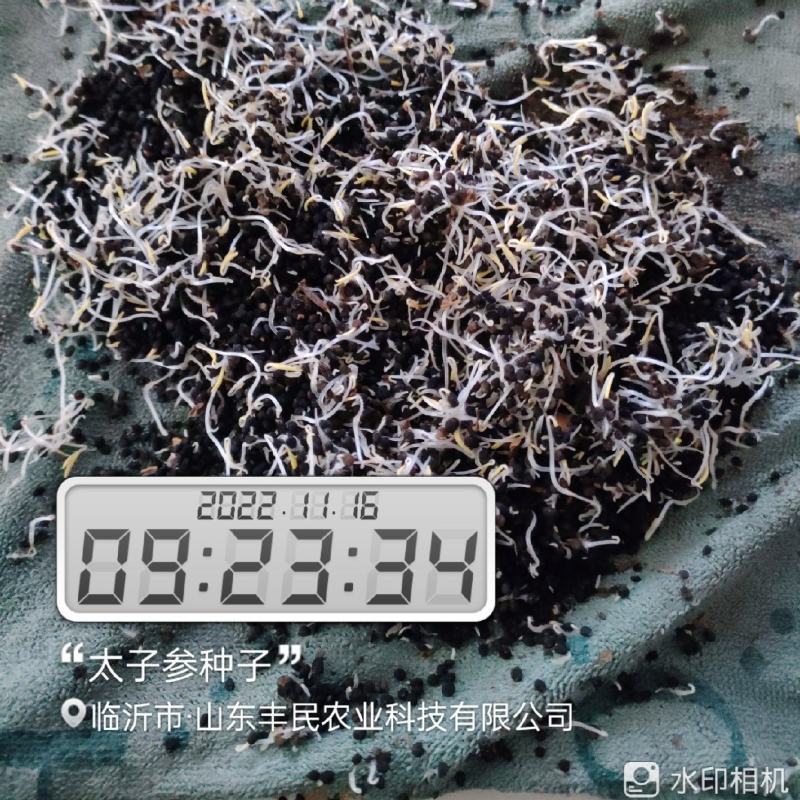 太子参种子
