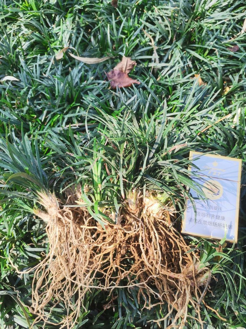 低价出售玉龙草(矮麦冬)基地直供，质量保证。