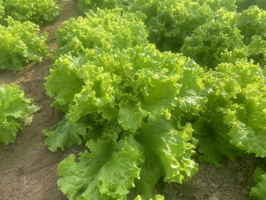 广阔的生菜田地,绿色的叶片在阳光下闪闪发亮,农民正在田间劳作 生菜田地种植场景