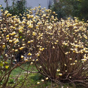 结香花