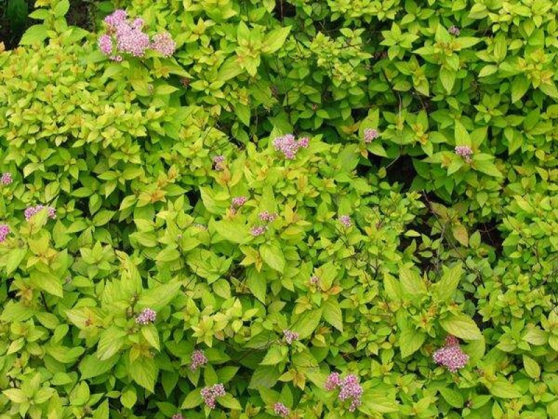 金山绣线菊