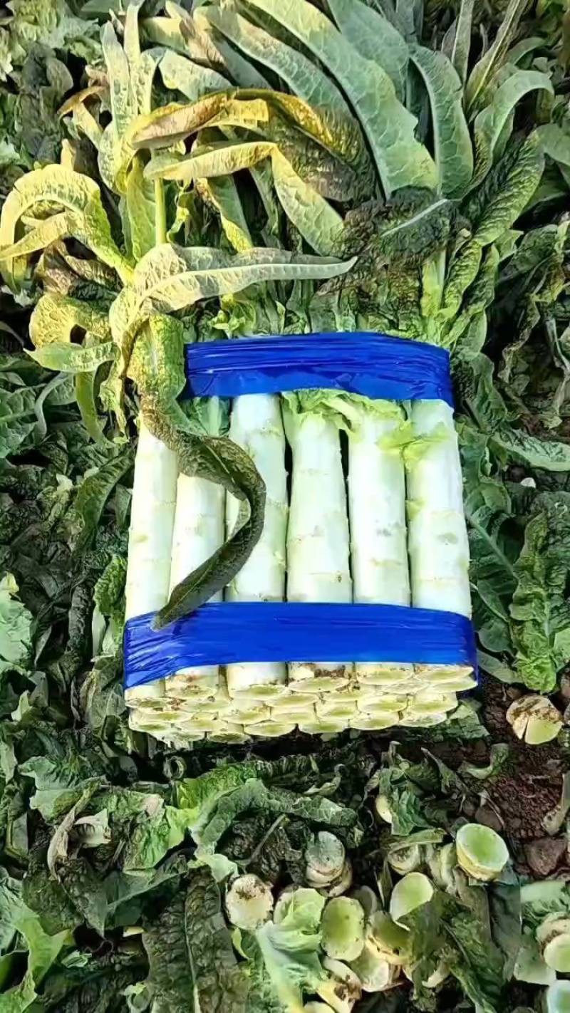 红叶香莴苣，大量供应一手货源，无花无空心，价格便宜