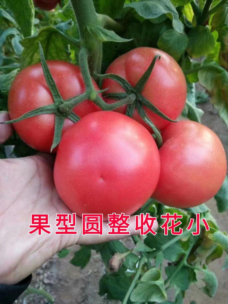 西红柿苗硬粉西红柿苗耐热番茄苗抗病毒口感番茄苗