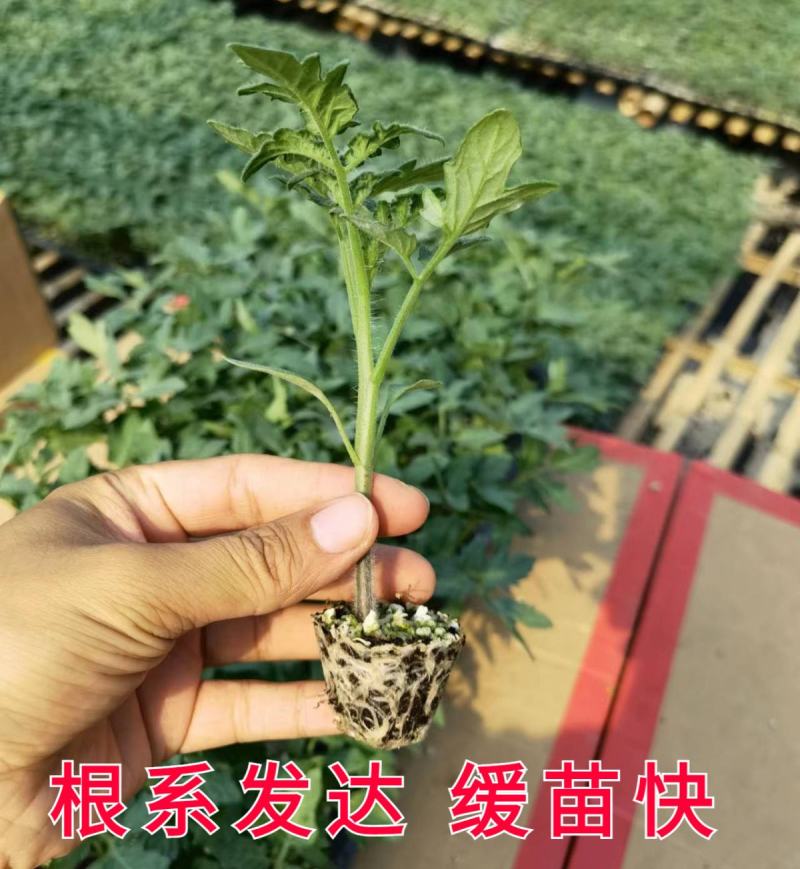 西红柿苗硬粉西红柿苗耐热番茄苗抗病毒口感番茄苗