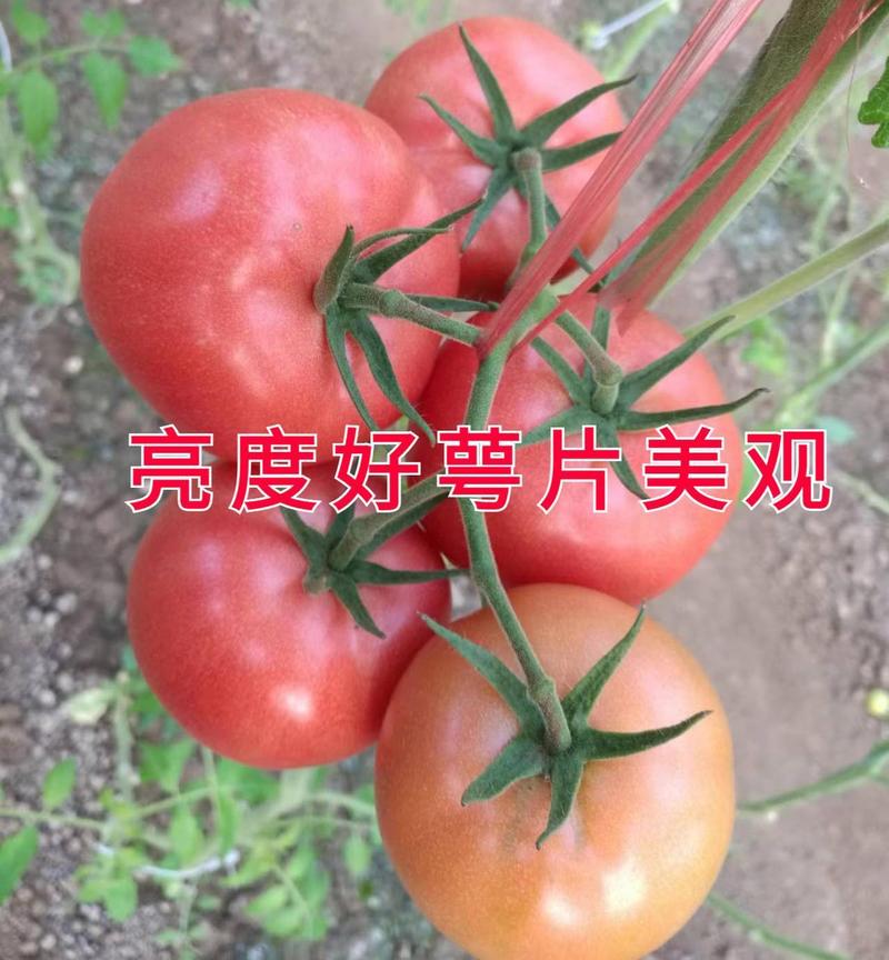 西红柿苗硬粉西红柿苗耐热番茄苗抗病毒口感番茄苗