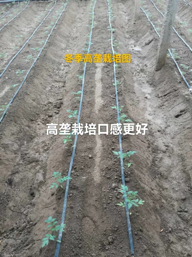 西红柿苗硬粉西红柿苗耐热番茄苗抗病毒口感番茄苗